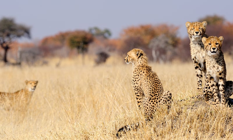 Experience multiple safari game drives.