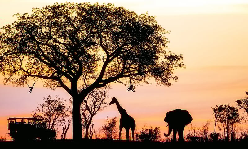 View wildlife on game drives in Kruger National Park.