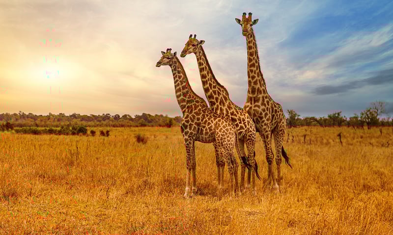 The markings on a giraffe are unique to each animal.