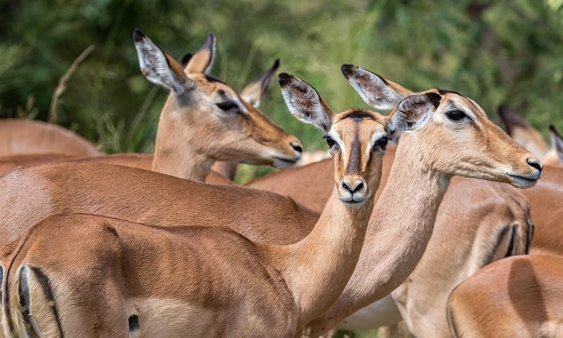 Skittish female impala gather together in herds.