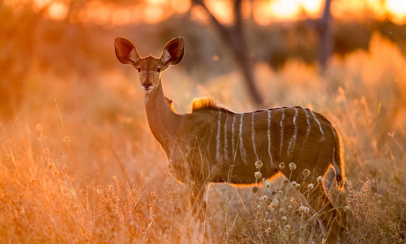 Keep your camera ready to snap stunning pictures.