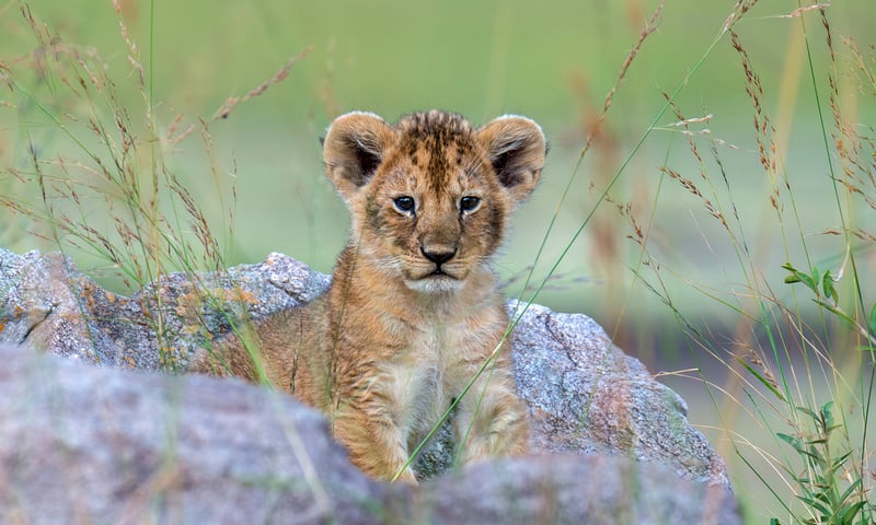 Seek out lions and more in Kruger National Park.