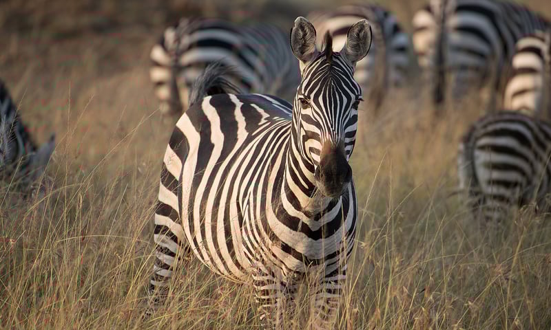 Herds of zebra have made Kruger National Park their home.