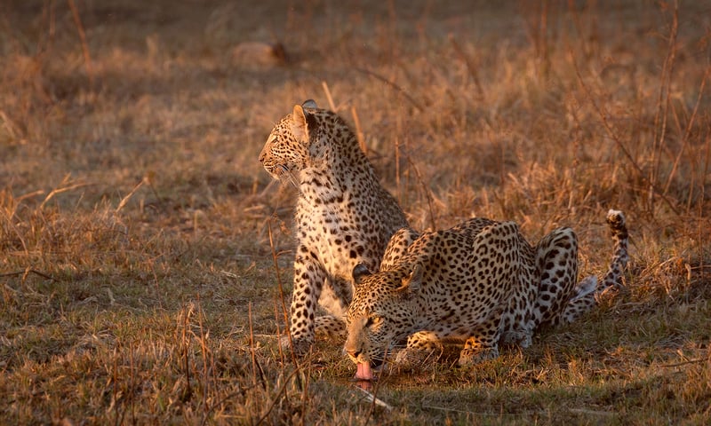 Look for leopards, lions and more on safari in Kruger National Park.