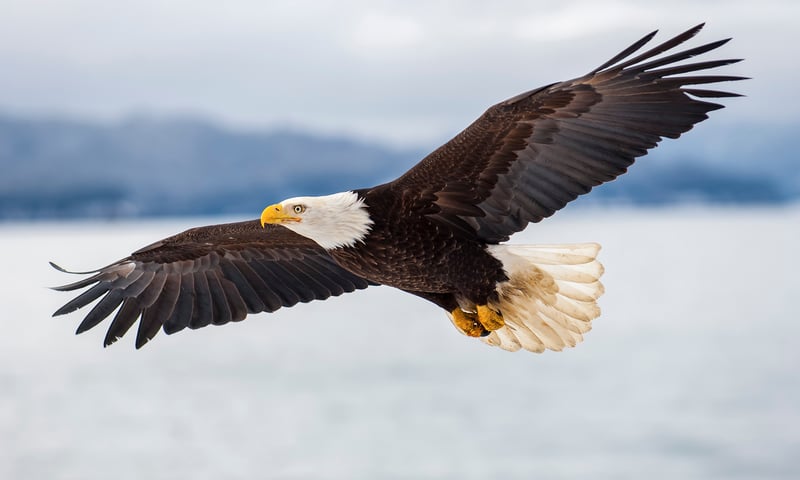 Search the skies for bald eagles and the seas for Orca and Humpback whales and more