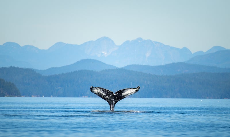 Keep your eyes peeled for whales on your cruise.