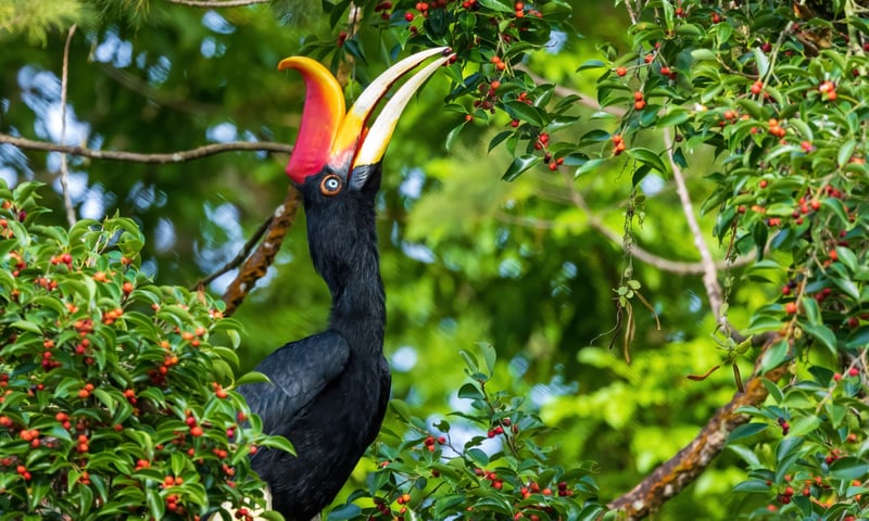 Look for the Rhinoceros Hornbills at Labuk Bay Proboscis Monkey Sanctuary in Sabah, Malaysia.