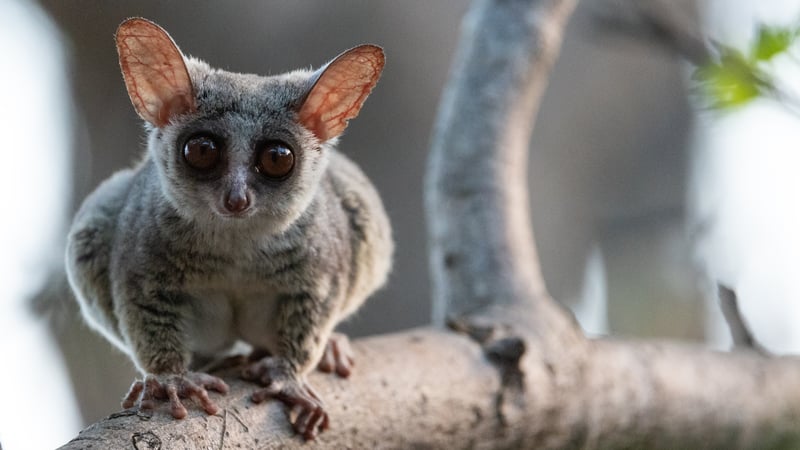 After sunset, look for galagos (aka bushbabies) in  Moremi Game Reserve, Botswana.