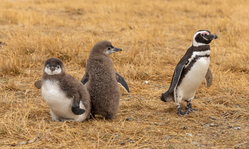 Seek penguins, marine birds and other wildlife in Southern Chile and Argentina.