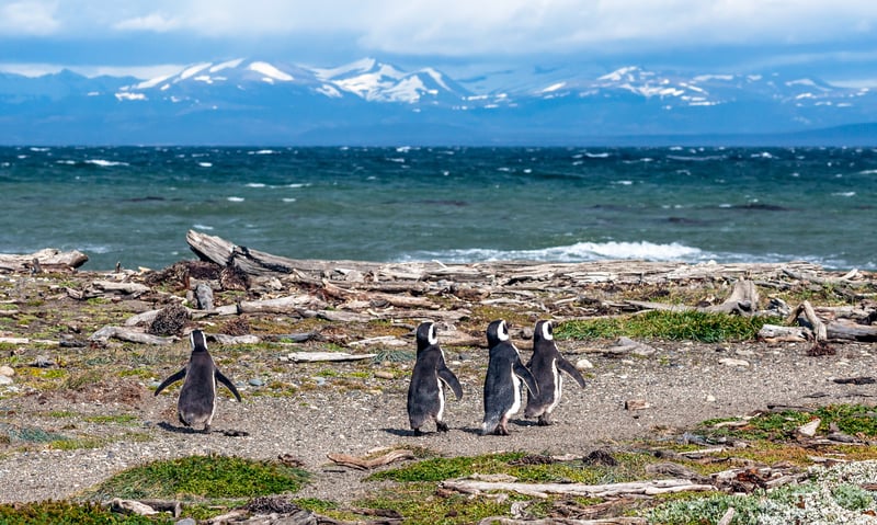 Seek out Magellanic penguins during an overnight stay in Punta Arenas.