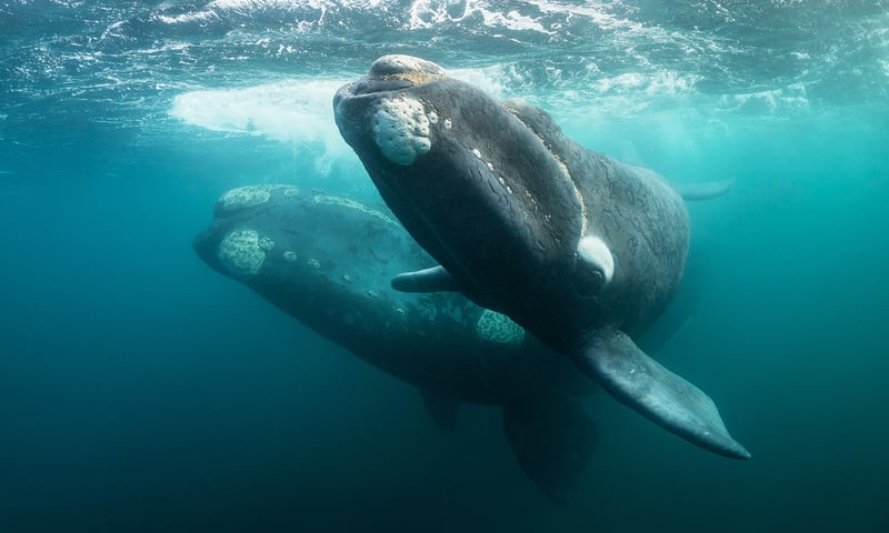 Southern Right whales inhabit the waters of the south of Chile.