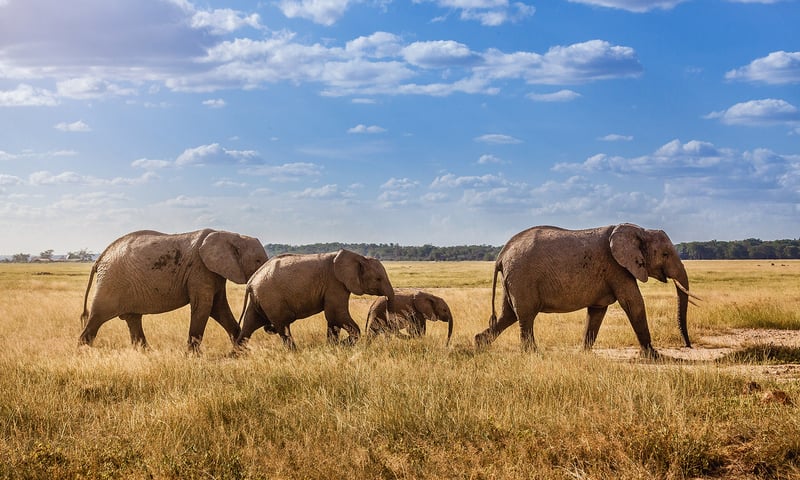 Be prepared to take a photo of an elephant while on a safari.