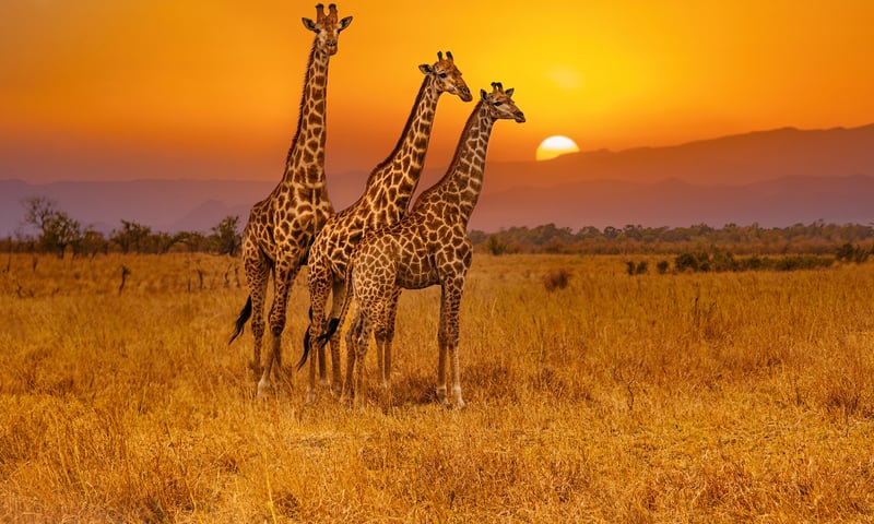 Look out for giraffes on a game drive.