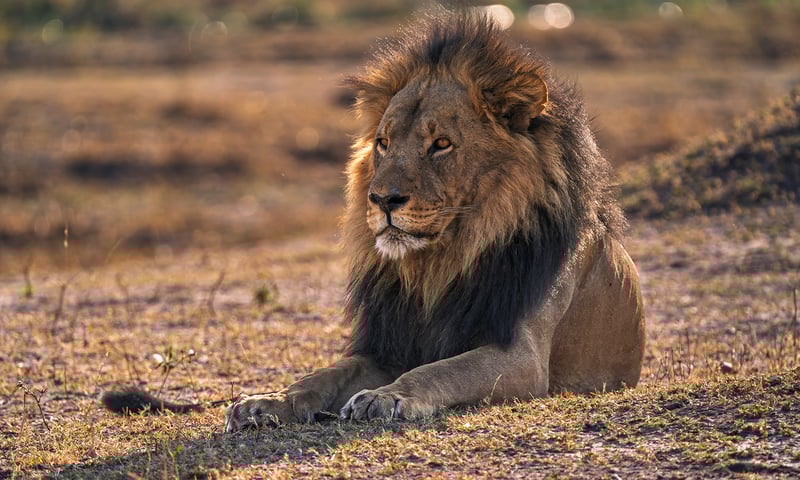 Enjoy a thrilling game drive and look out for lions.