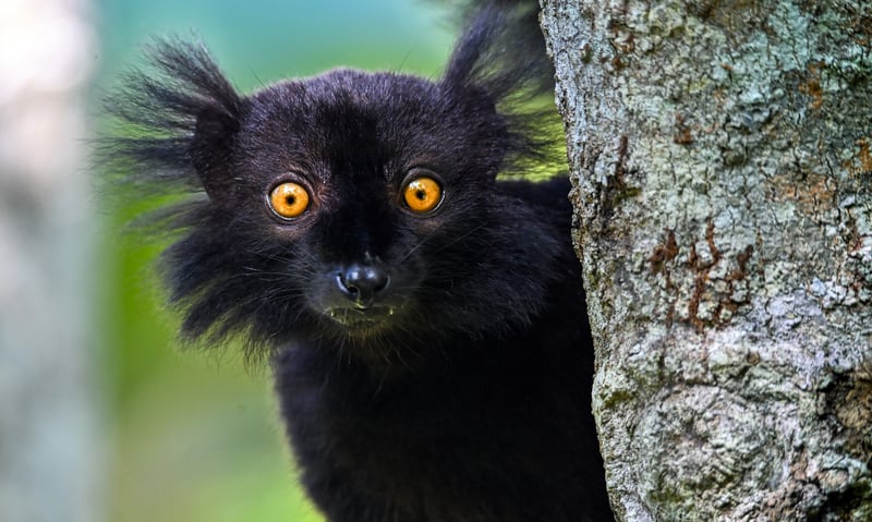 Black lemur (Eulemur macaco), Madagascar.