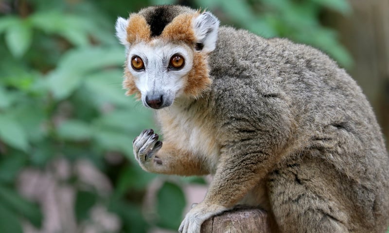 The crowned lemur is endemic to the dry deciduous forests of the northern tip of Madagascar.