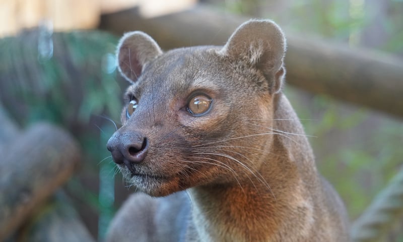They resemble cats, but fossas belong to the Family Eupleridae, a group found only in Madagascar.