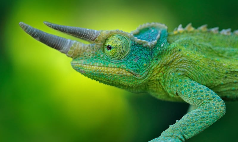 Jackson's Chameleon (Trioceros jacksonii) is a green reptile with a long nose horn from Madagascar.