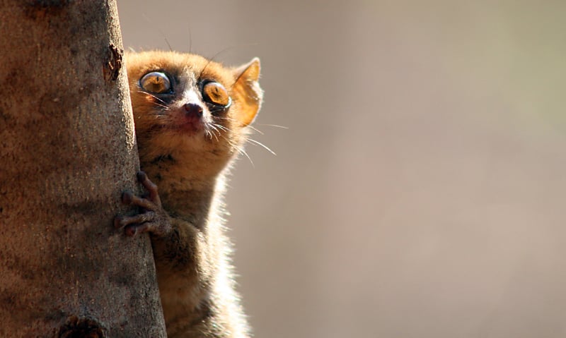 Northern rufous mouse lemur (Microcebus tavaratra) can be found in Madagascar.