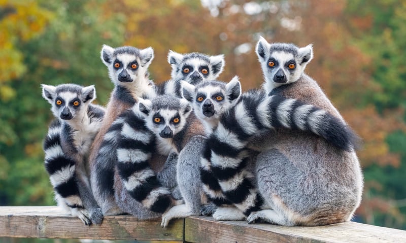 The ring-tailed lemur is the most recognised lemur in the world due to its black and white tail.