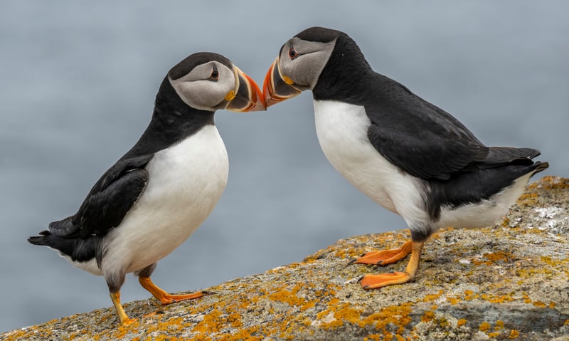 Atlantic puffins are often called "sea parrots."