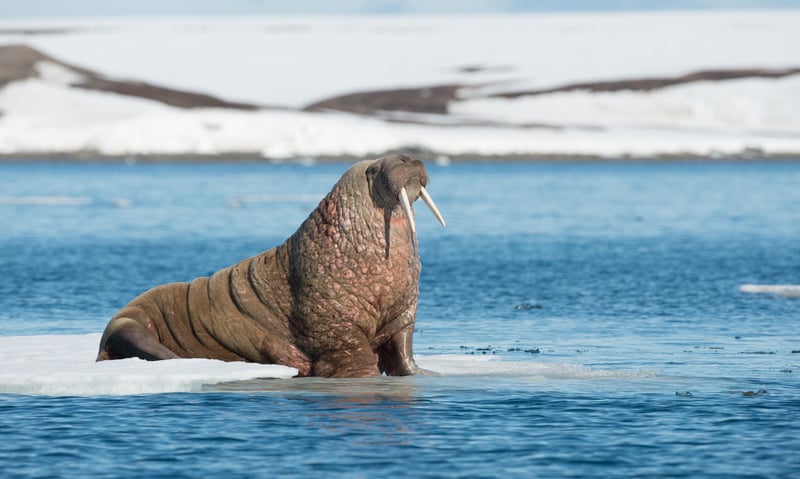 Svalbard's Moffen Island is protected and dedicated to the protection of walruses. (Itinerary 2)