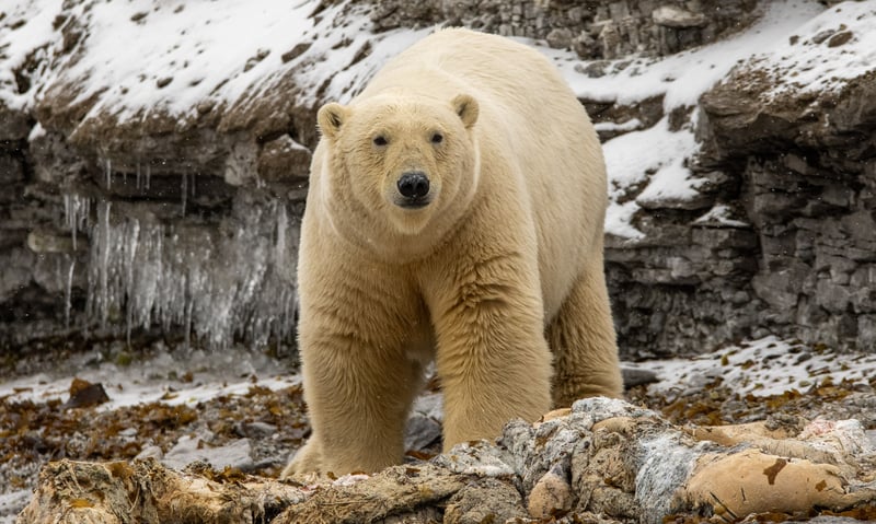 An estimated 20,000-25,000 polar bears live in the Arctic.