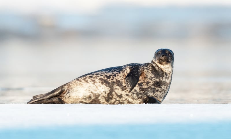 Spot Ringed seals are shy but abundant in Arctic waters.