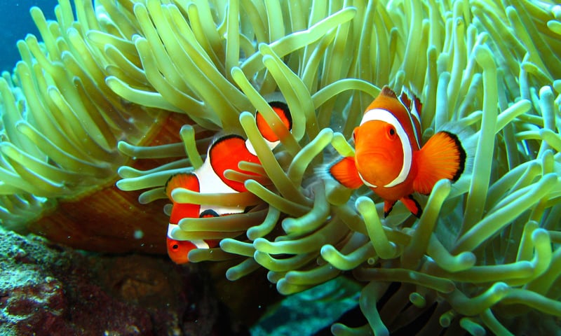 Discover the coral gardens a shimmering fish of Raja Ampat and the Philippines.