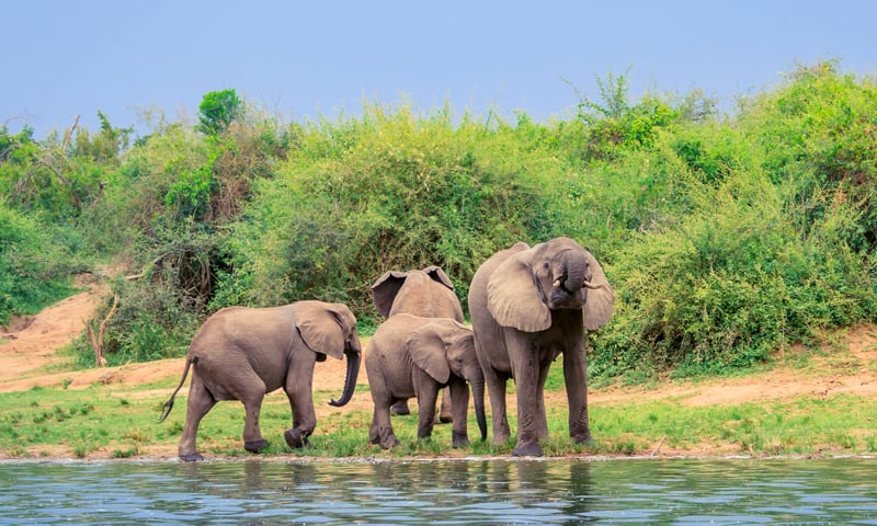 Cruise on the Kazinga Channel.