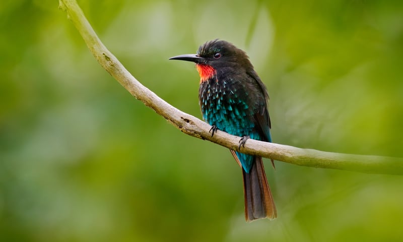 A Forest Bee Eater in Kibale National Park, Uganda.