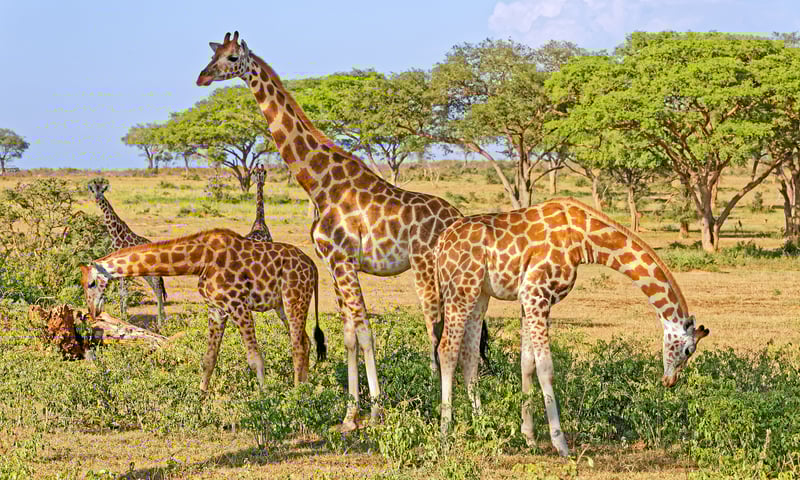 Spot Giraffes in the wild on a safari game drive.