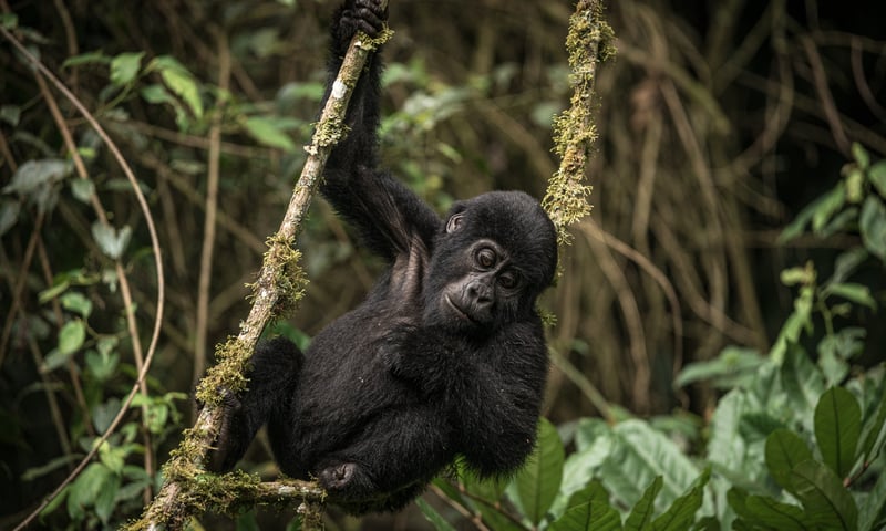 Uganda's Bwindi Impenetrable NP is home to almost half of all the mountain gorillas in the world.