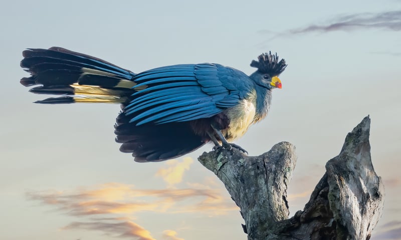 A Great Blue Turaco in Uganda.