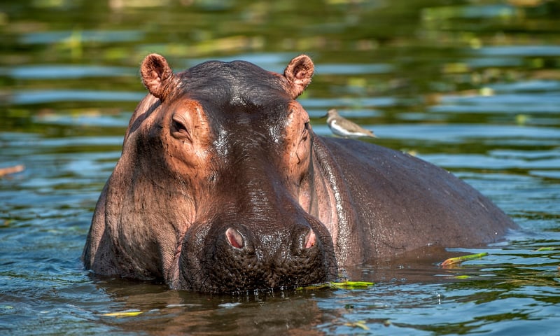 Search for hippos in the wild on a safari game drive.