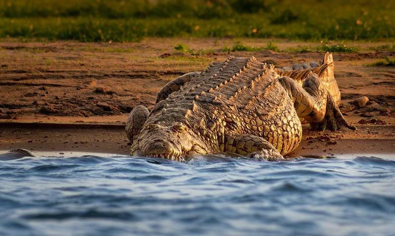 A Nile crocodile in Kazinga Channel, Queen Elizabeth National Park, Uganda.
