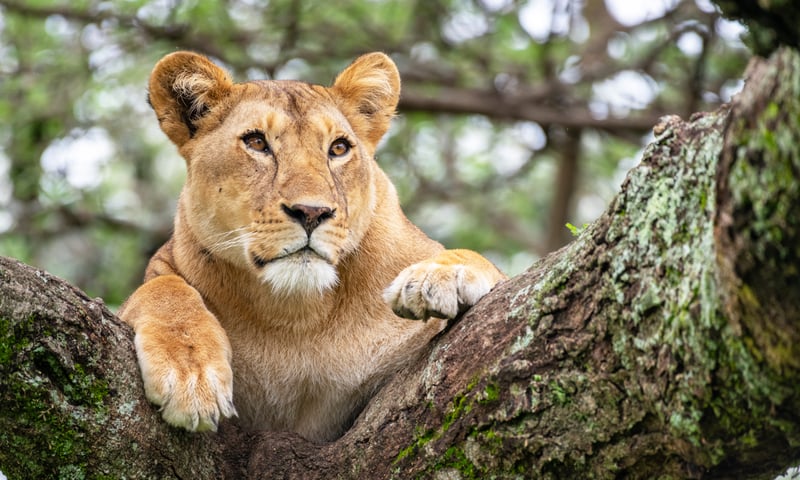 Queen Elizabeth NP is the only park in Uganda where tree climbing lions can be found.