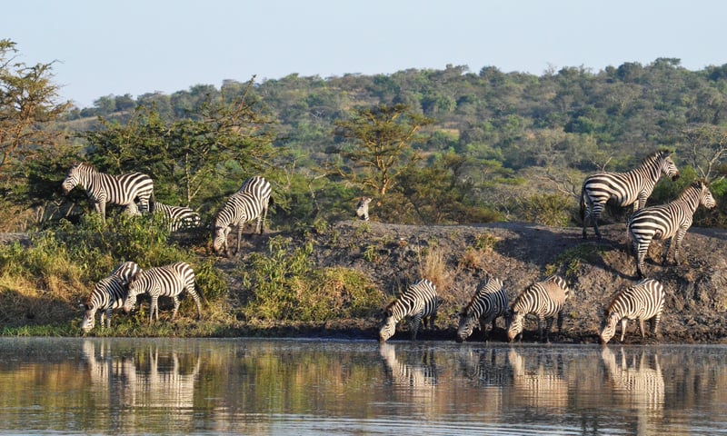 Zebras near Lake Mburo, Uganda.
