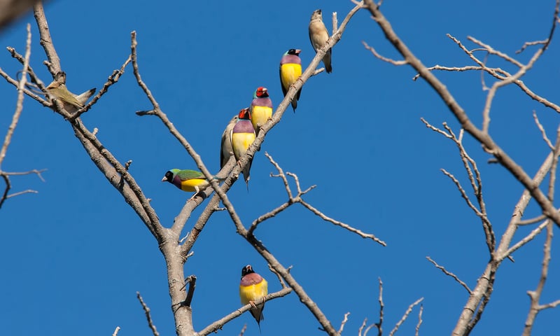 Look for the colourful flutters of the Gouldian Finch near waterholes.