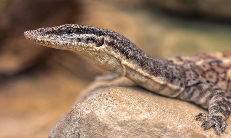 Monitor lizards, or goannas, can grow up to 2 metres in length.