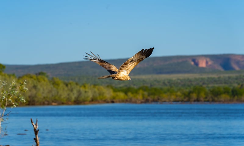 Listen for the call of a Whistling kite while travelling through the Kimberley.