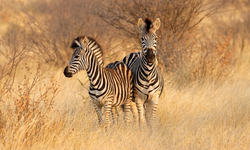 Keep your eyes peeled for zebras while on a safari tour through Kruger National Park.