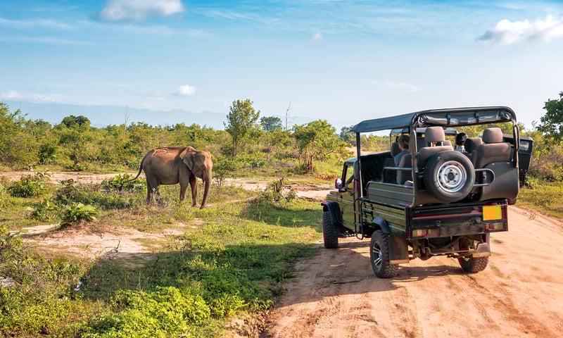 Enjoy a full-day game drive in Kruger National Park.