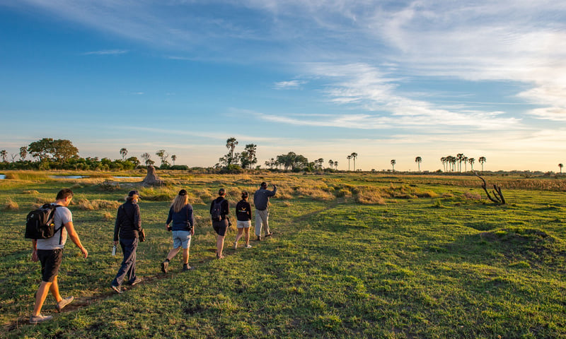 Track wild animals on foot during guided bush walks i the Okavango Delta, Botswana.