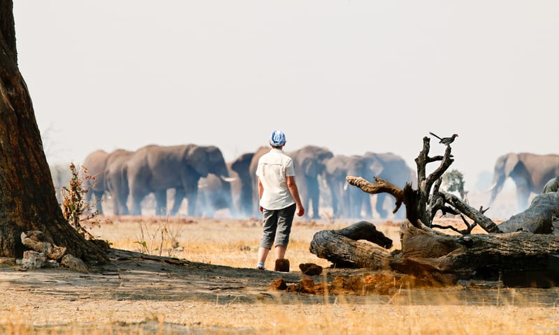Explore the iconic Savuti Marsh on thrilling game drives in Botswana.