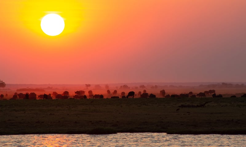 Wild buffalo herds move through Chobe National Park, Botswana.