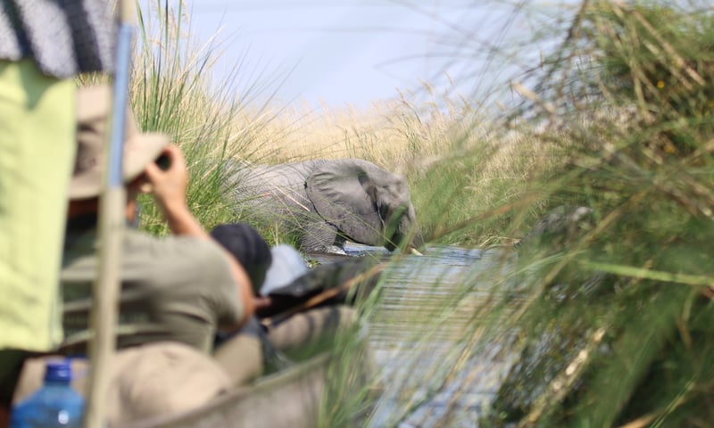 Be ready to spot local wildlife while gliding through the Okavango Delta in Northern Botswana.