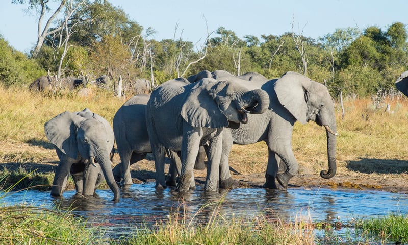 The Okavango Delta in Botswana hosts resident and visiting elephants.