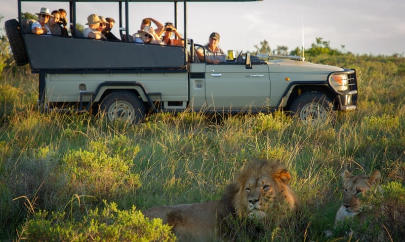 Safari in Bellevue Forest Reserve, South Africa.