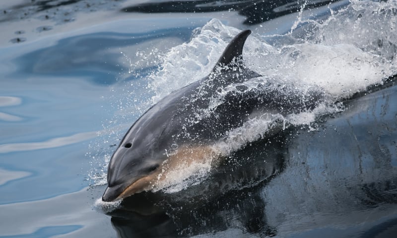 Watch for wild dolphins in Fiordland National Park, New Zealand. Watch for wild dolphins in Fiordland National Park, New Zealand.